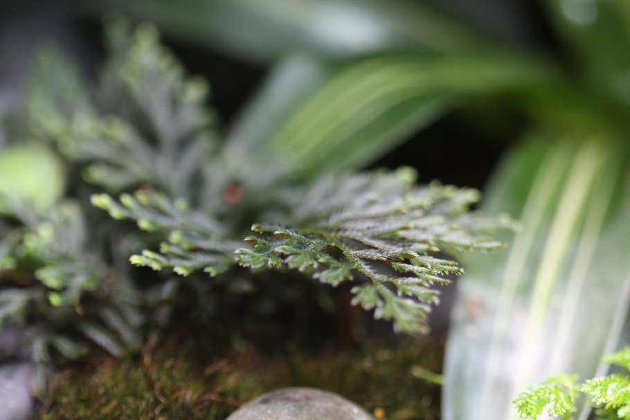 Многорядник селагинелла комнатный