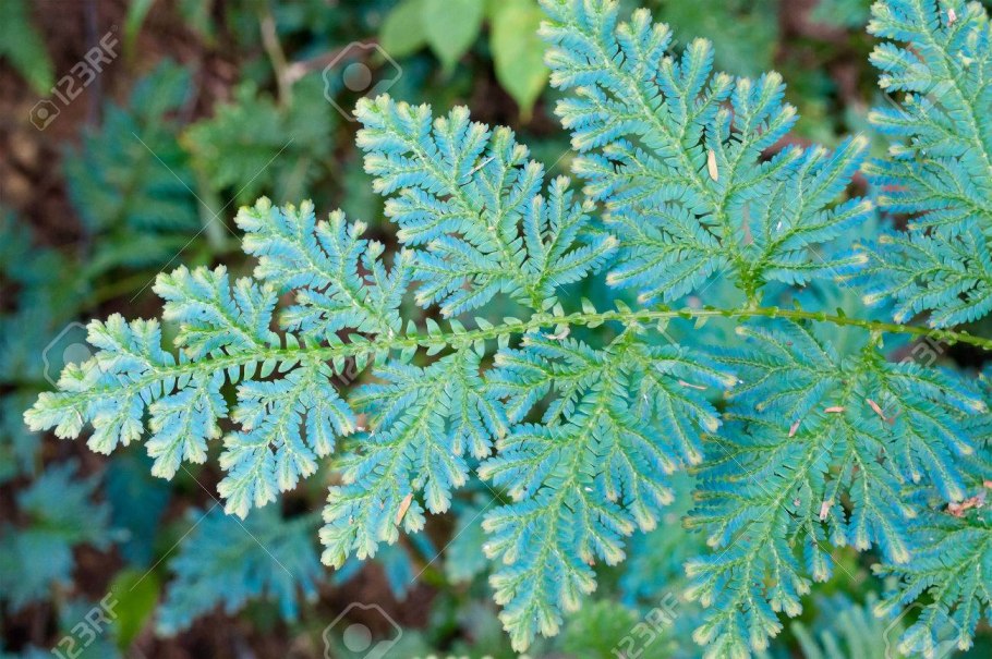 Цикл селагинеллы