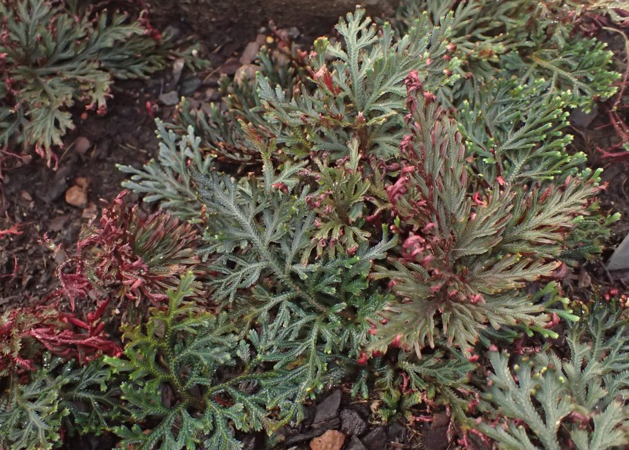 Селагинелла унцината