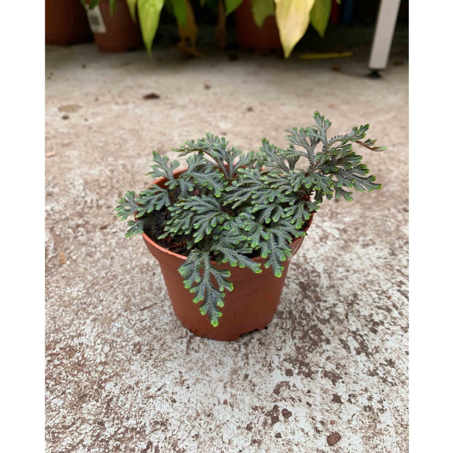 Селагинелла представители