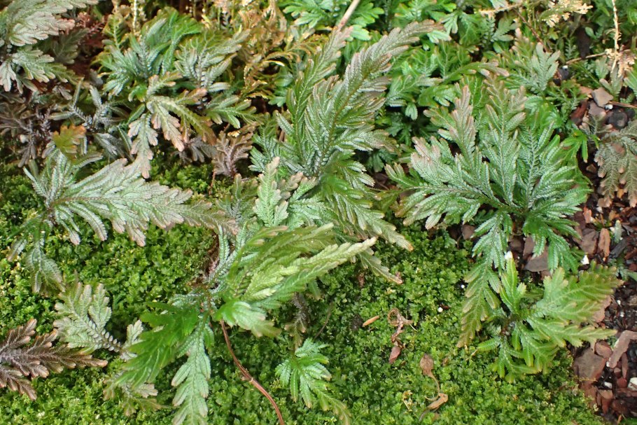 Селагинелла (Selaginella lepidophylla) i