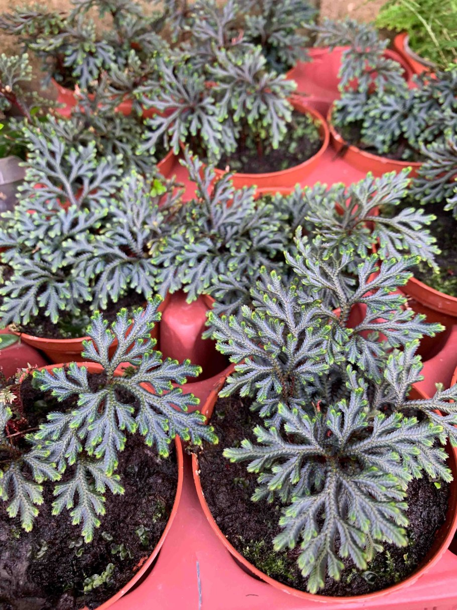 Selaginella erythropus