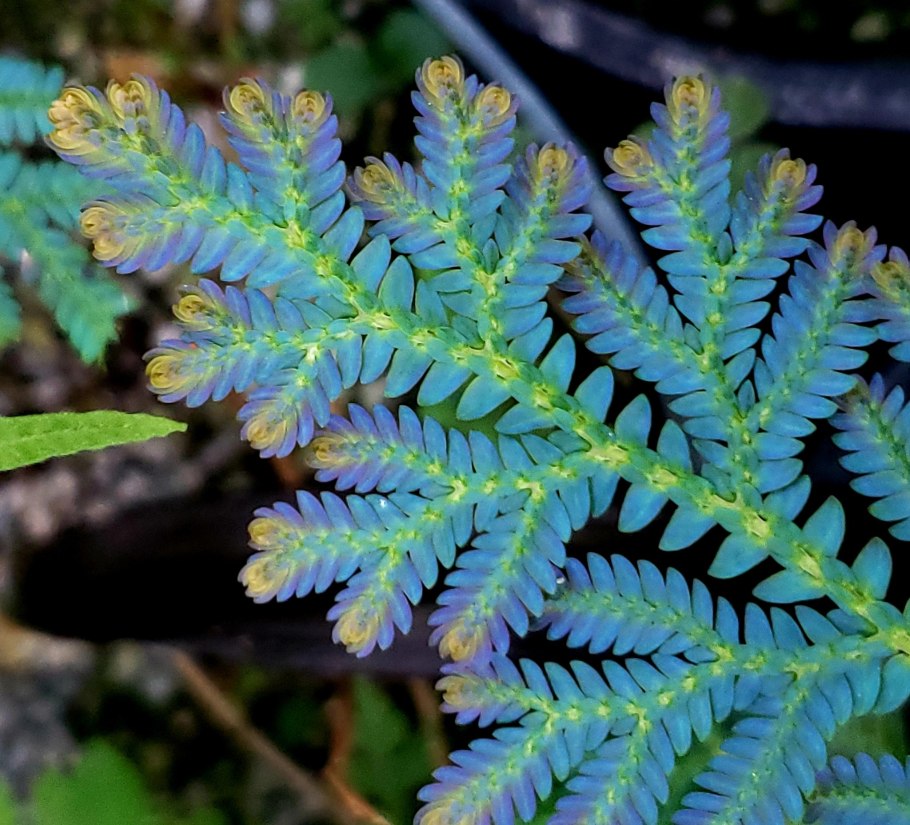 Селагинелла эритропус Сангвин (керамическое кольцо)