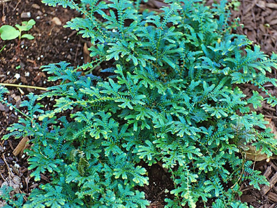 Селагинелла Краусса