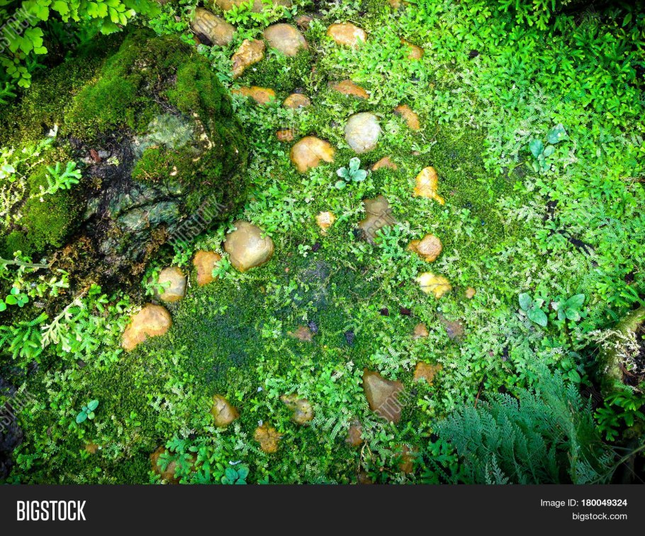 Селагинелла чешуелистная