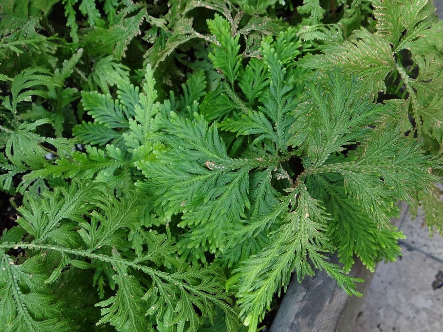 Селагинелла Вильденова