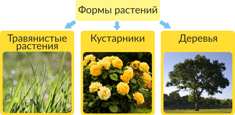 Лисички Покрытосеменные растения