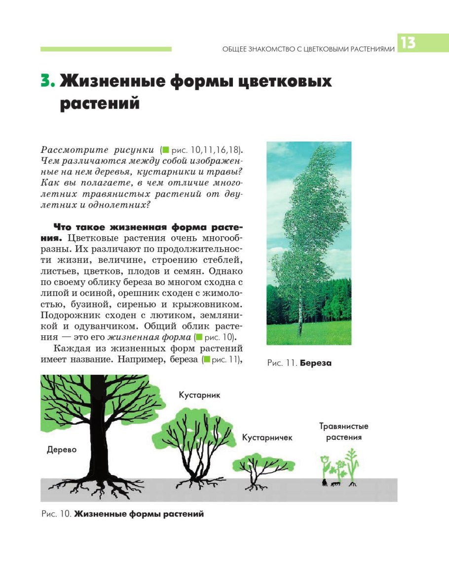 Дерево и кустарник отличия