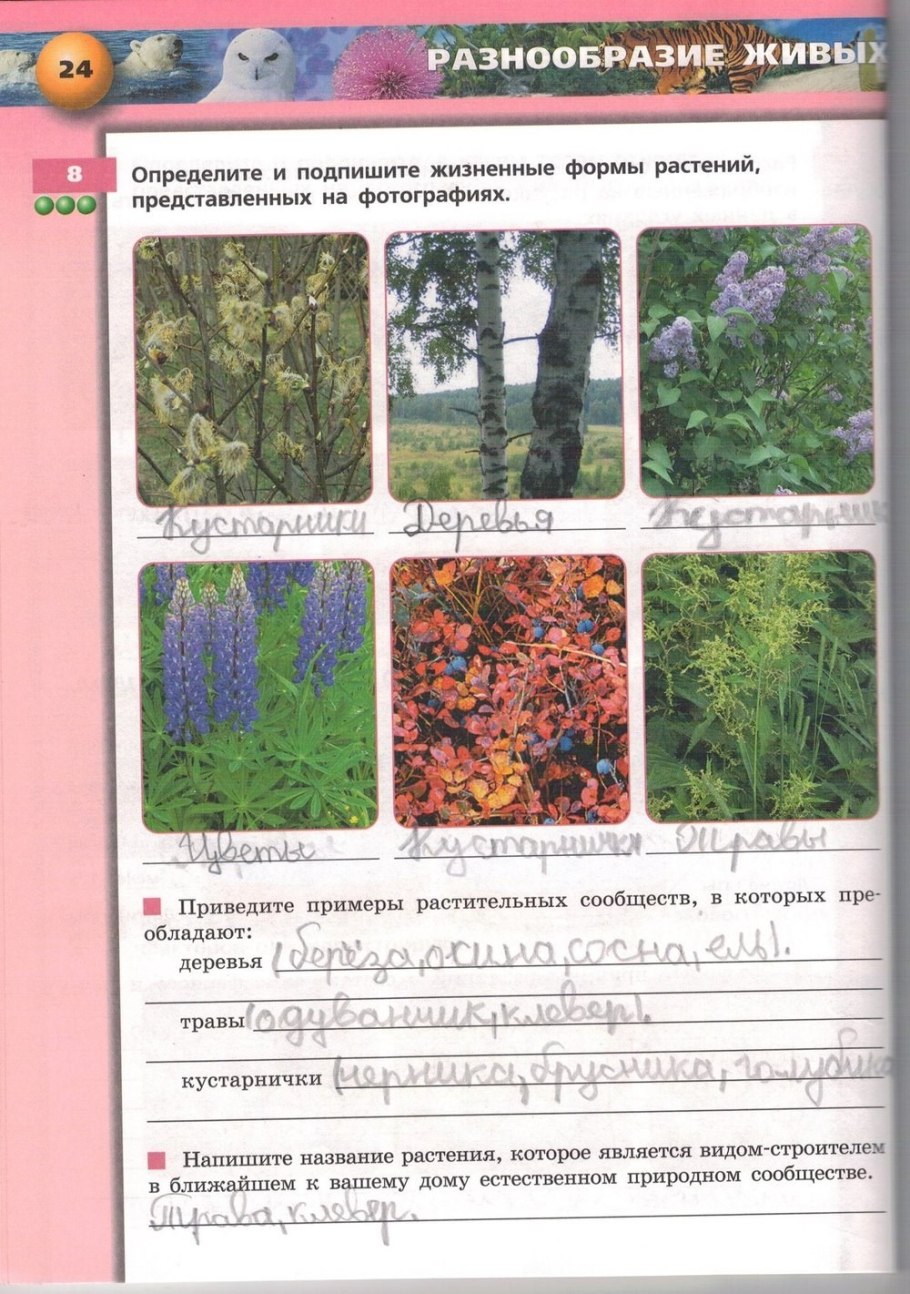 Жизненные формы растений деревья кустарники травы