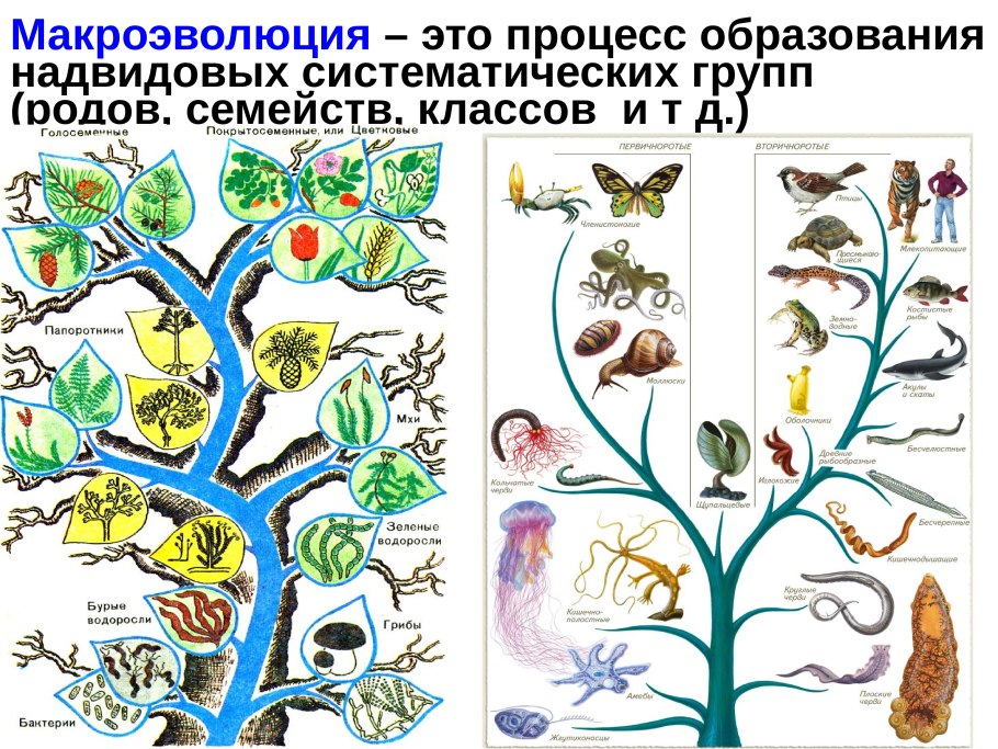 Макроэволюция это в биологии