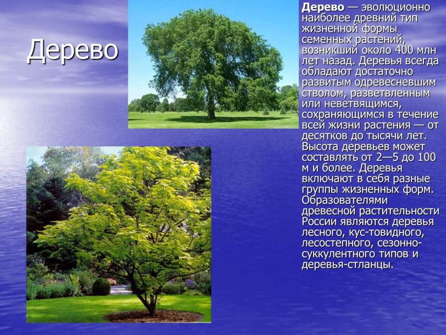 Деревья жизненные жизненные формы растений дерево