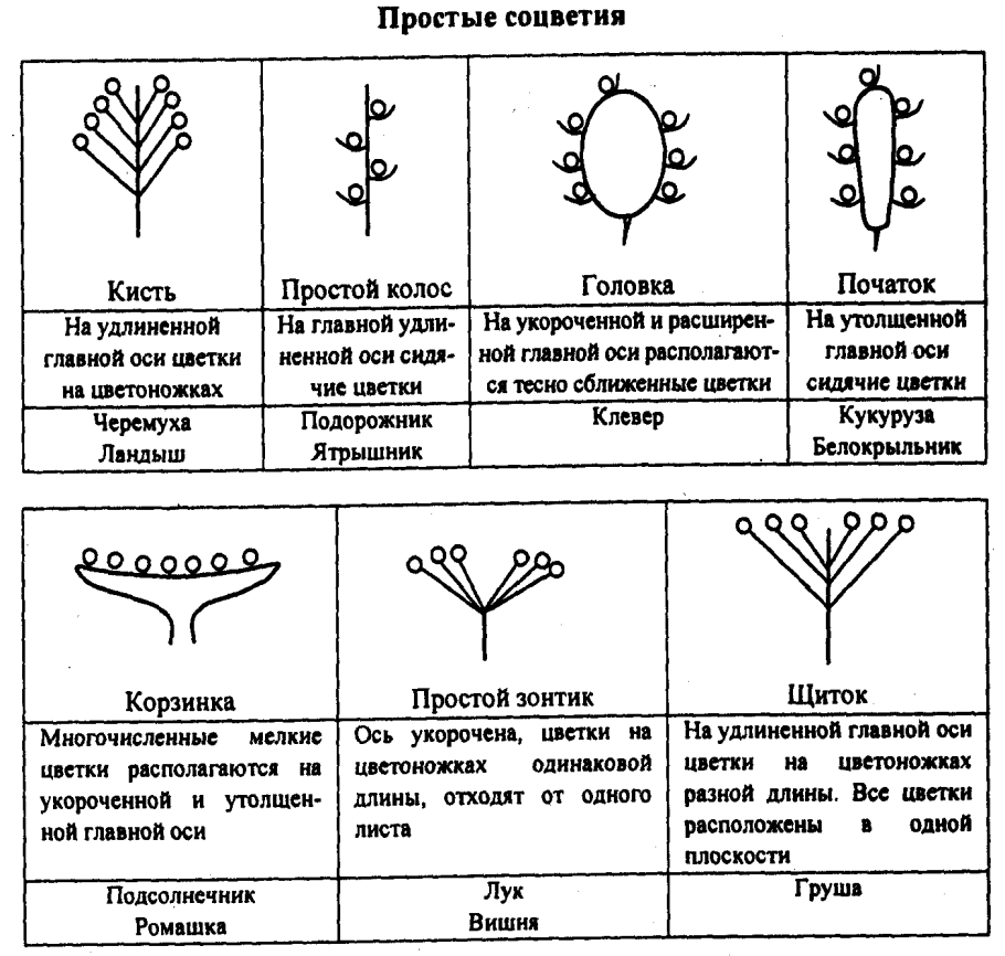 Таблица соцветия биология 6 класс