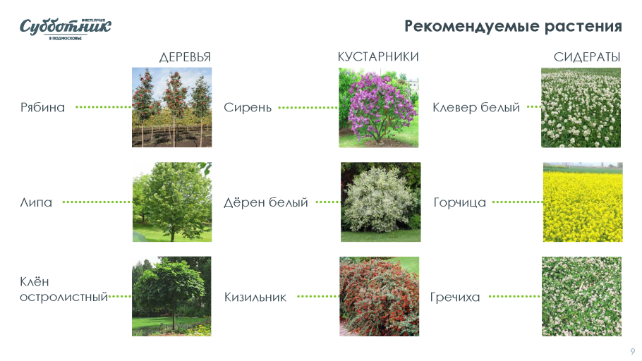 Кусты названия