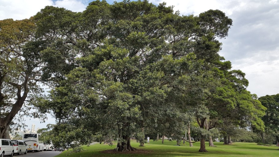 Фикус в Австралии