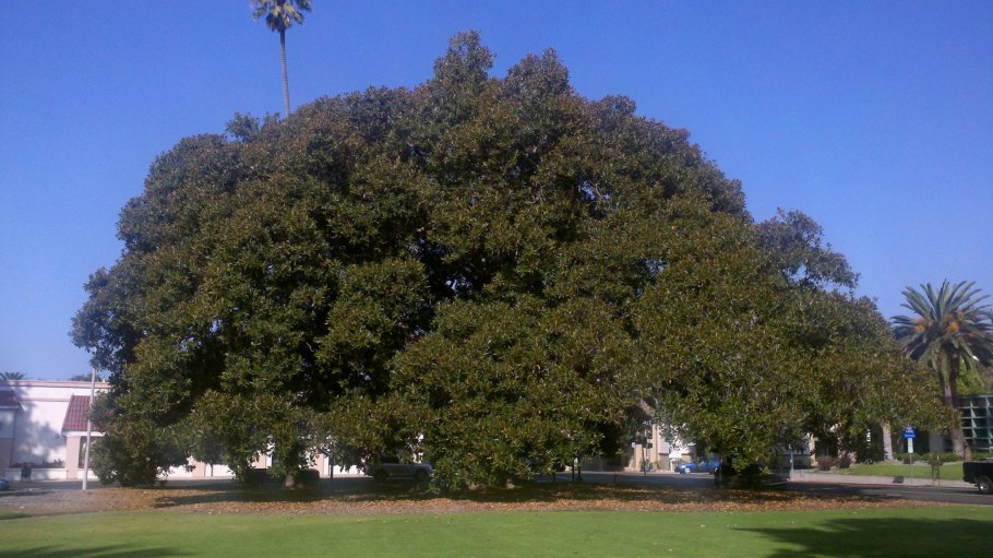 Остров с фиговыми деревьями фото Барбадос