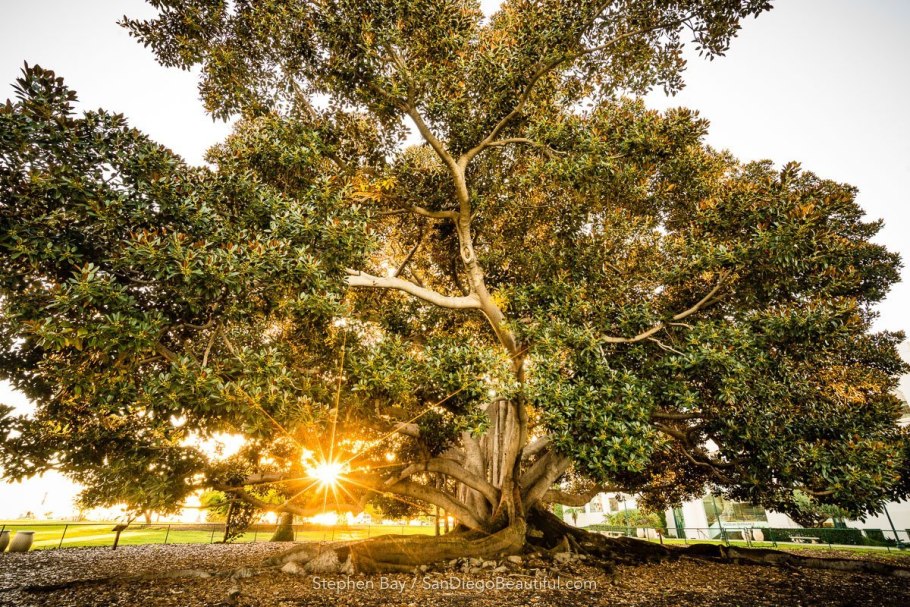 Фикус Баньян