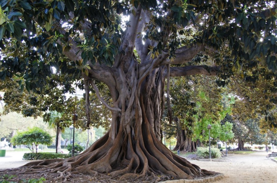 Фикус душитель Баньян