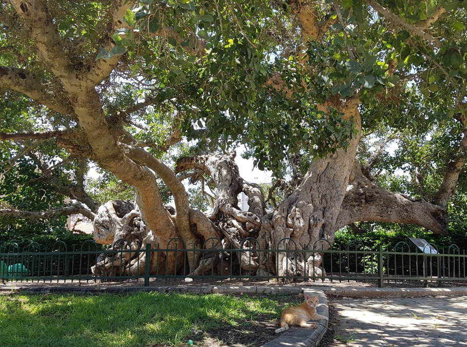 Ficus sycomorus фикус сикомора