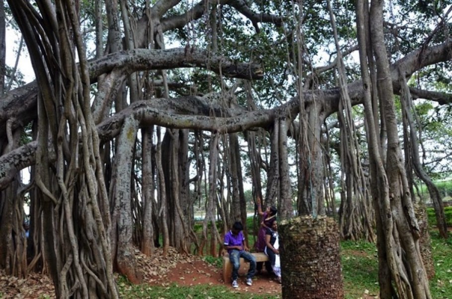 Баньян национальное дерево Индии
