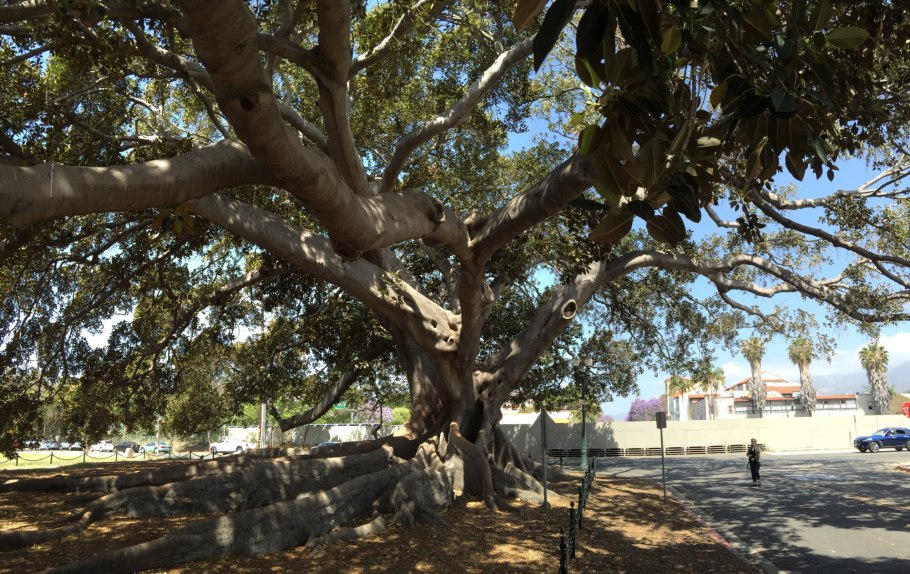 Великий Баньян