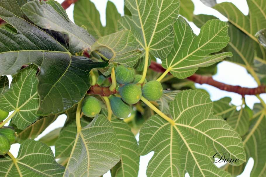 Сикомора дерево