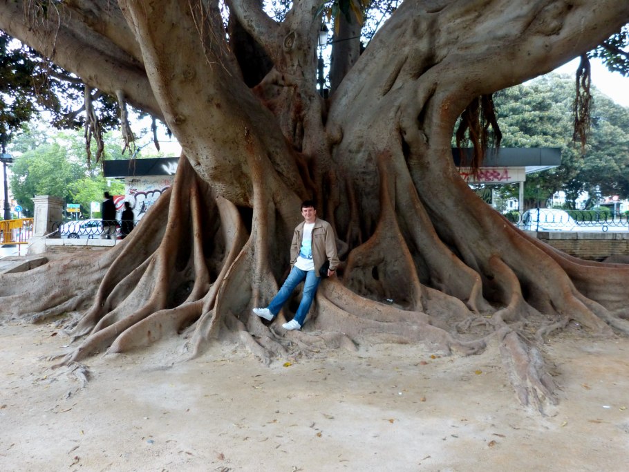 Фикус в австралии