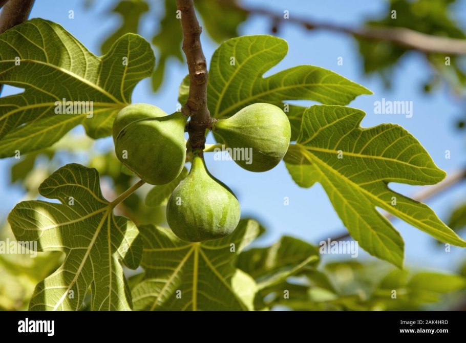 Фикус Великий Баньян