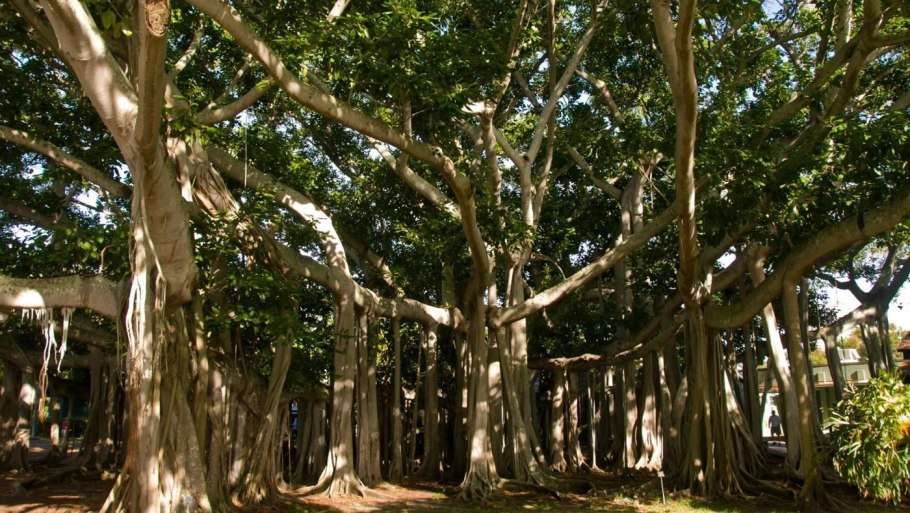 Дерево роща Баньян