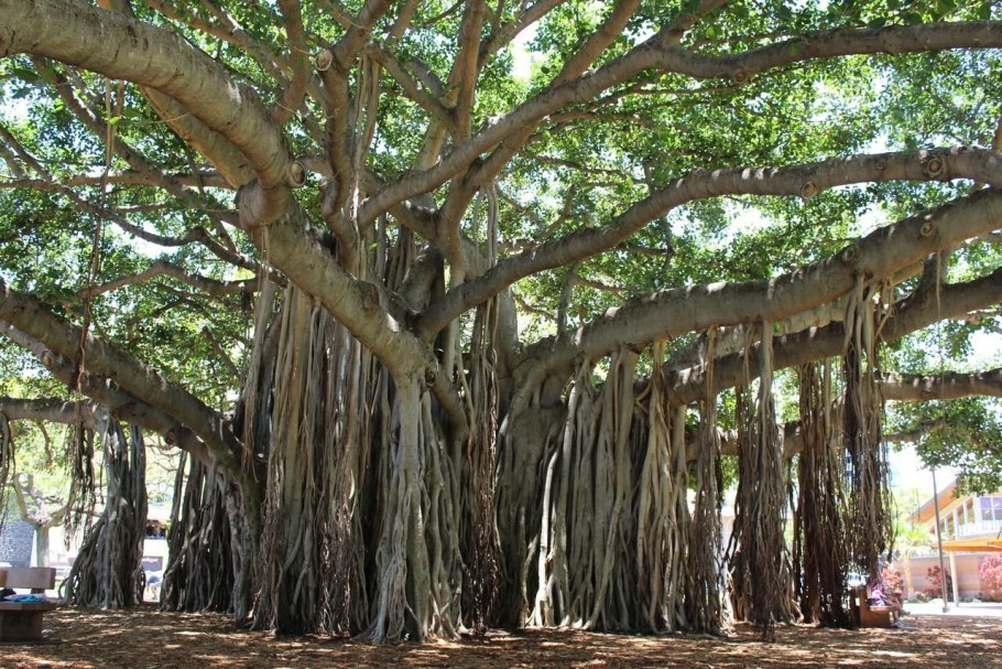 Баньян национальное дерево индии