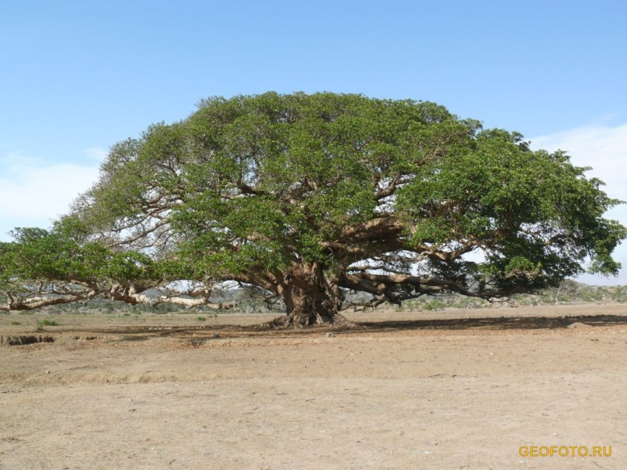 Фикусы сикомор Танзания