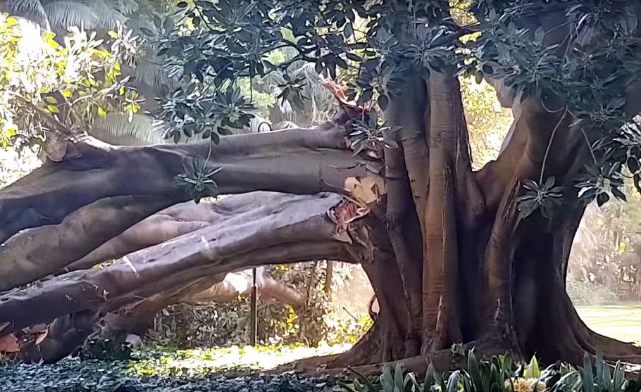 Фикус в Египте