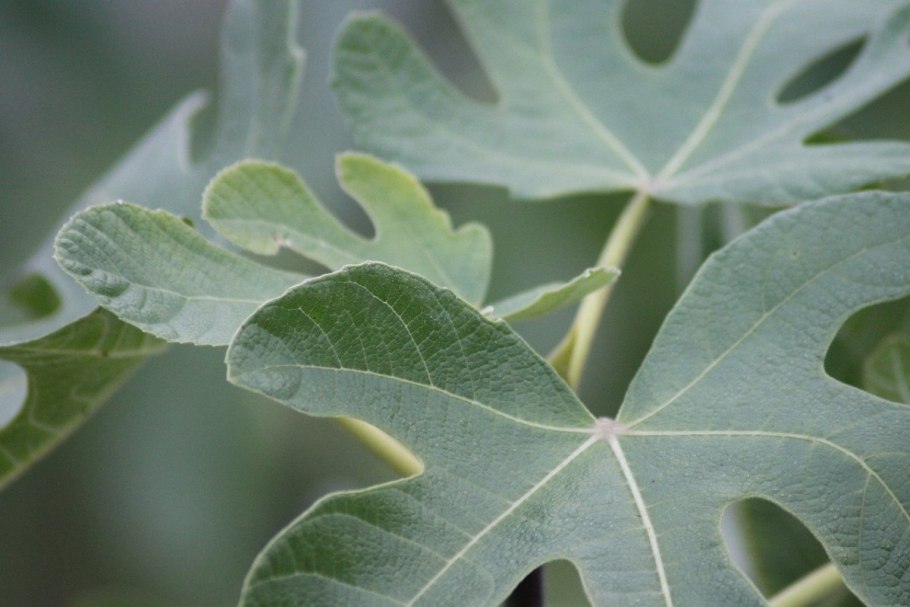 Инжир на Кубани