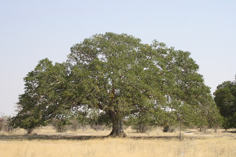 Ficus superba var henneana
