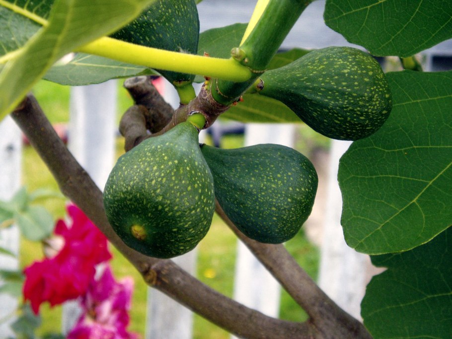 Фиговое дерево сикомор