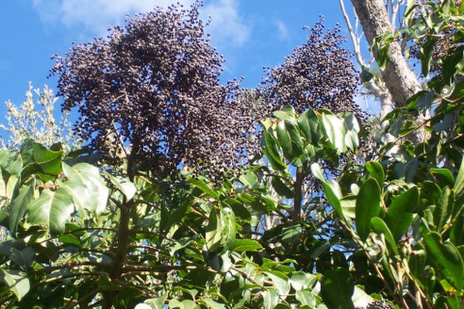 Баньян дерево листья