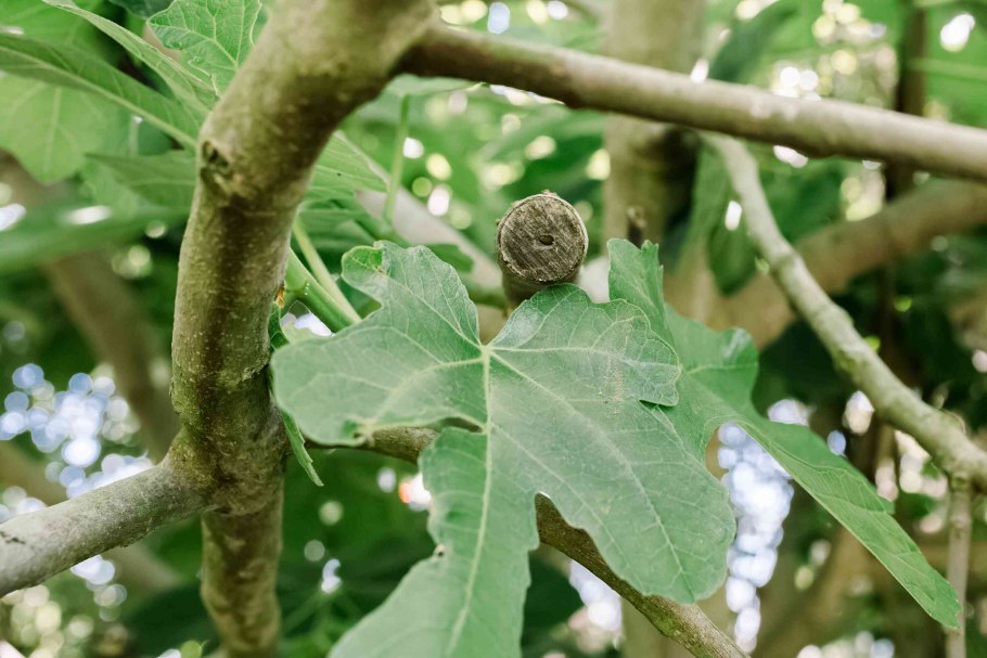 Фиговое дерево Австралия