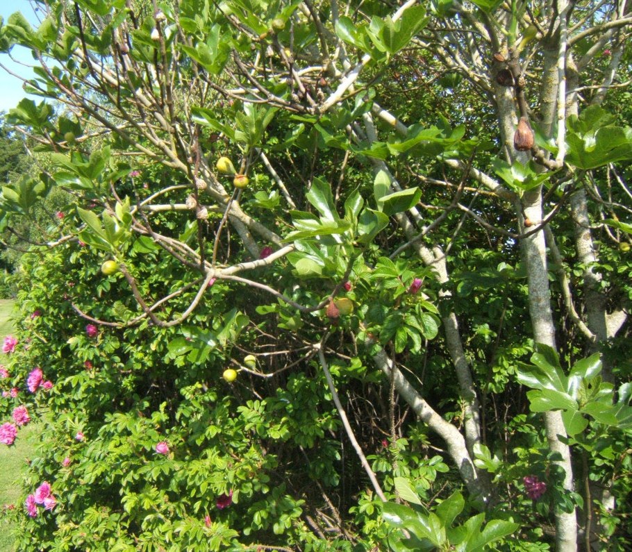 Семя баньяна