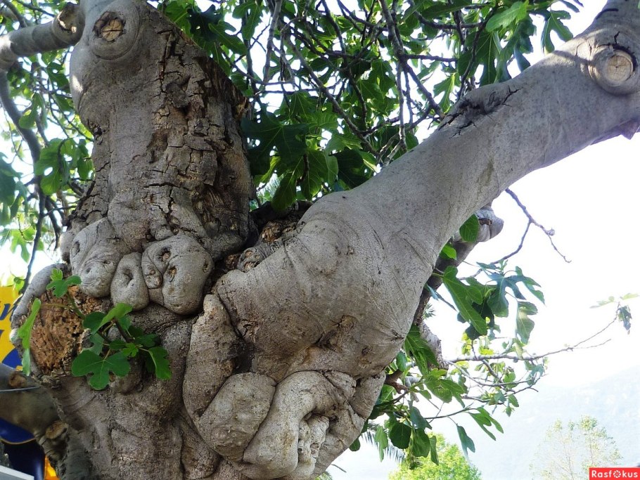 Полосатый инжир