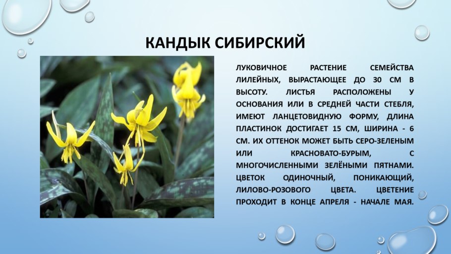 Кандык Сибирский луковица