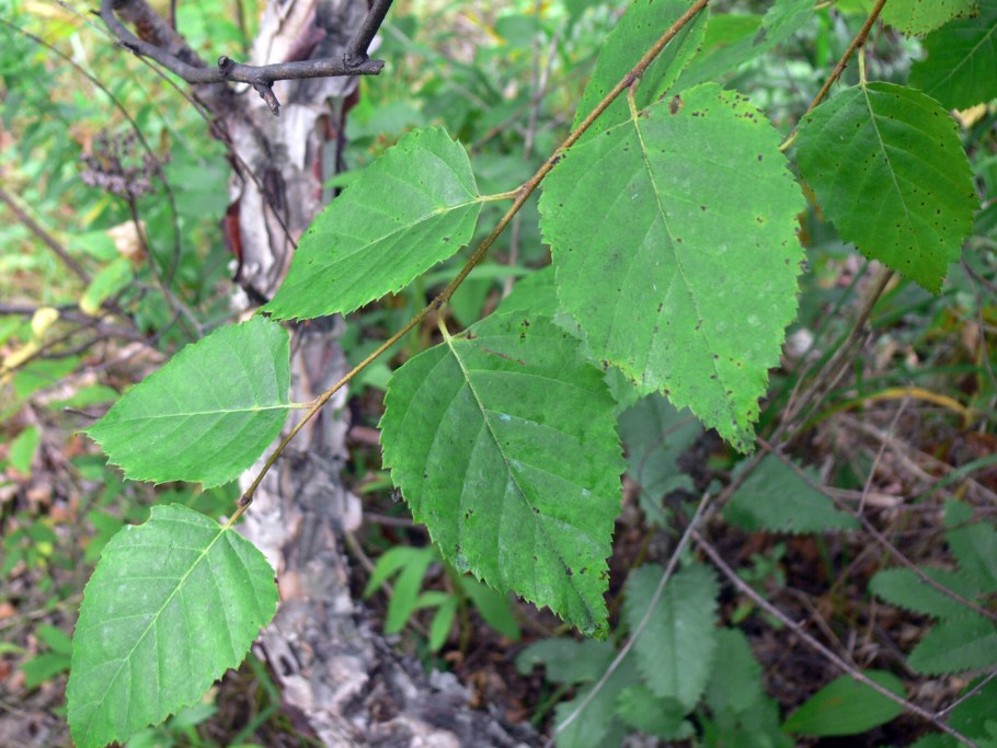 Береза пушистая Betula pubescens
