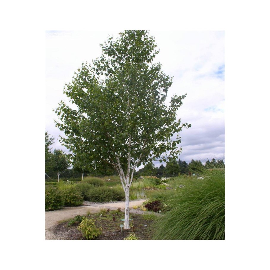 Betula pubescens листья