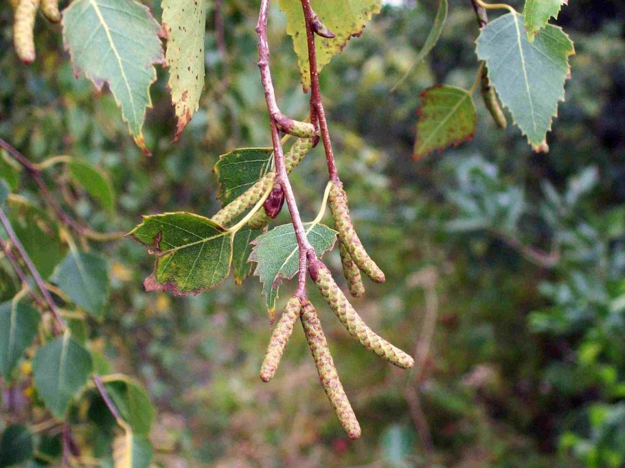 Betula verrucosa