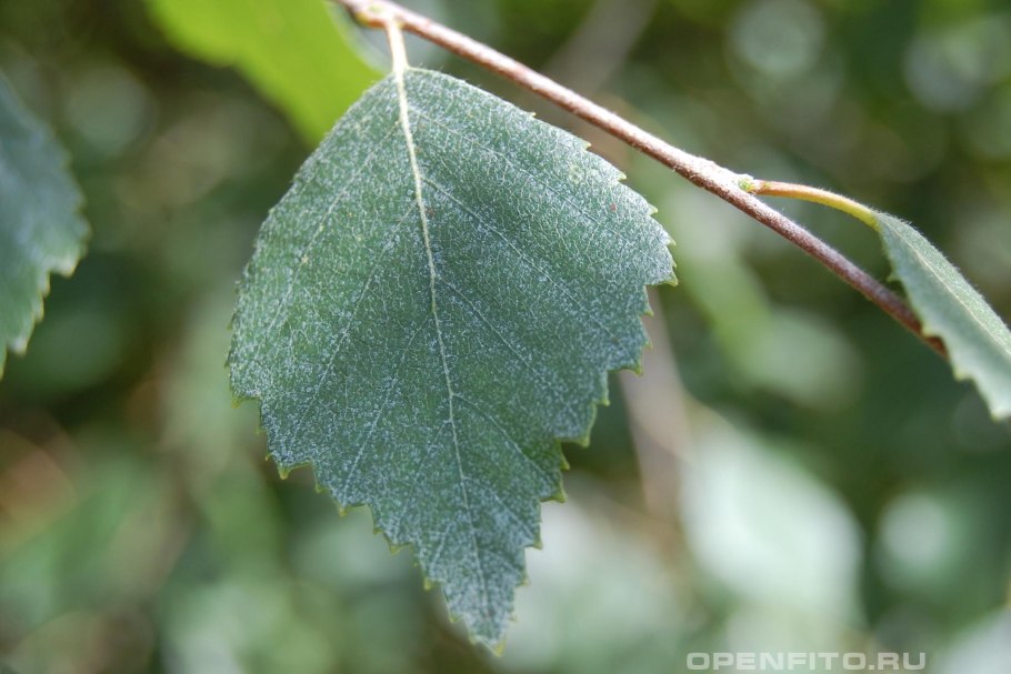 Береза пушистая Betula pubescens
