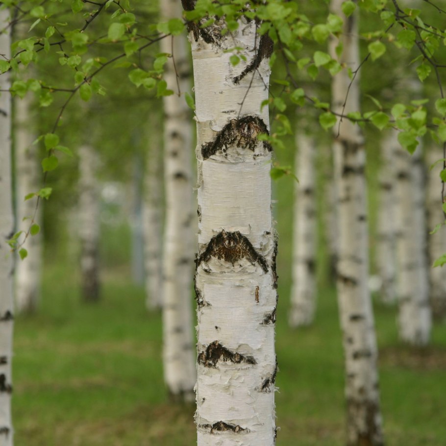 Береза пушистая Betula pubescens