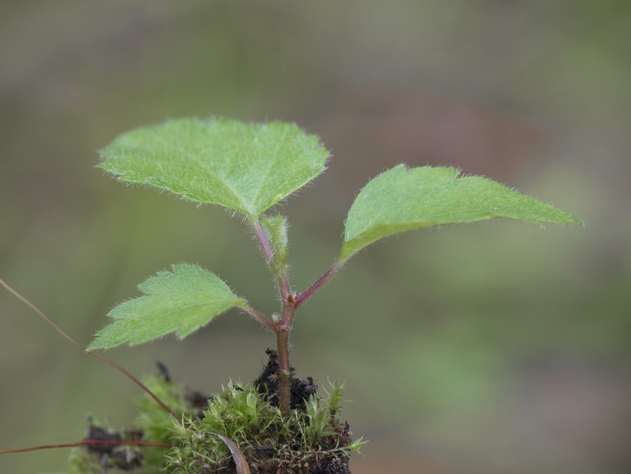 Береза Жакмона (Betula jacquemontii)