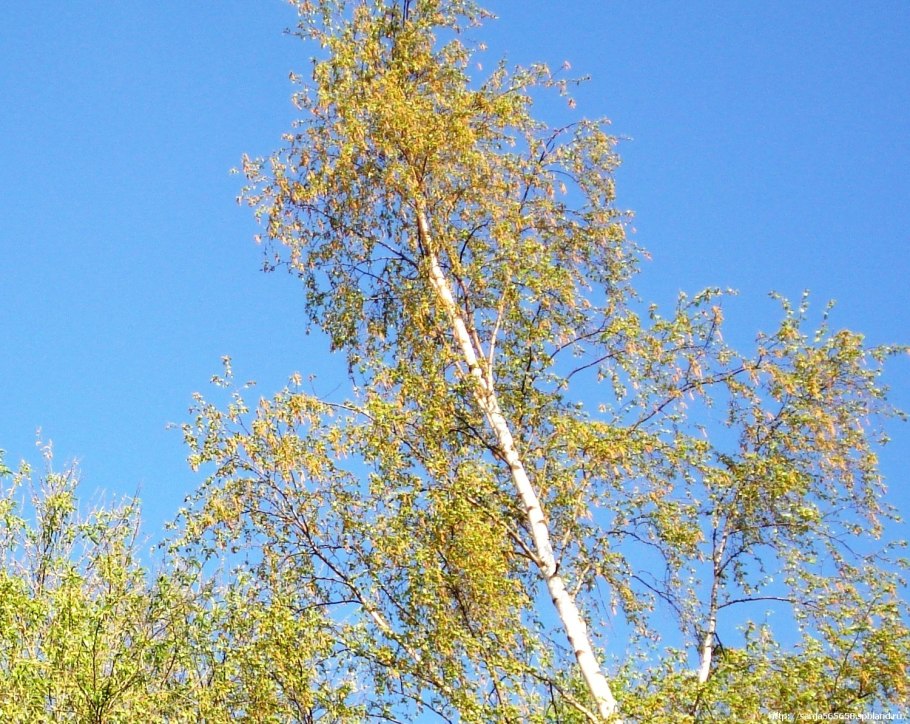 Betula Alnoides