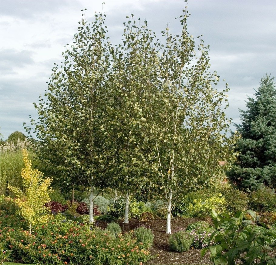 Береза пушистая Betula pubescens