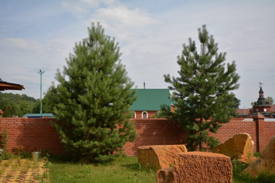 Хвойно Лиственная Живая изгородь