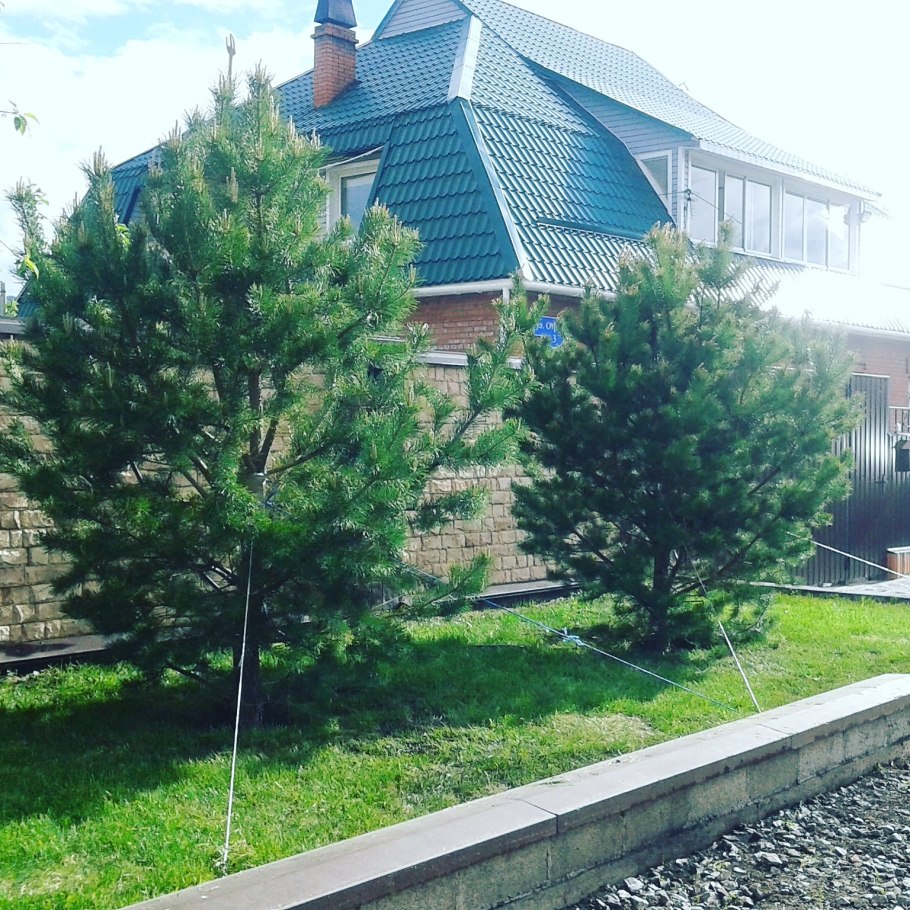 Бонсай ниваки сосна