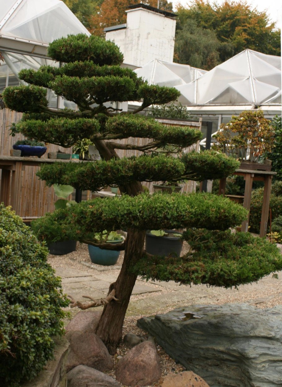 Сосна Горная Гном бонсай